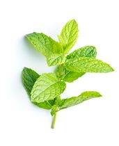 Menthe