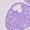 Purple, variant on George Toddler Girls' Legging