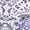 Purple, variant on Lane Bryant Women's Plus Printed T-Shirt Dress