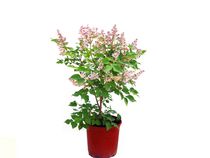Lilas japonais Miss Kim (Syringa), pot de 7,5 L (2 gal), arbuste
