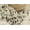 NATURAL & GOLD, variant on TORINO SCOTLAND COWHIDE PILLOW 18"X18" 2-PACK
